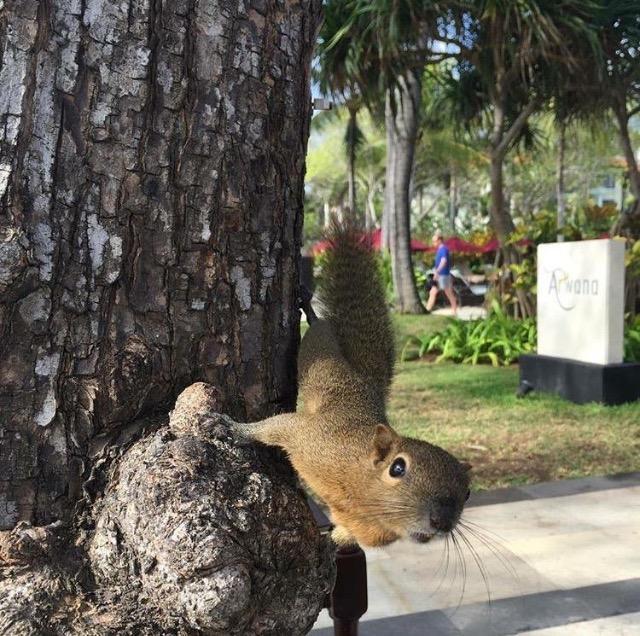 Tanjung Sari Inn Nusa Dua  Zewnętrze zdjęcie